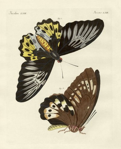 Foreign Butterflies of a Phenomenal Size (coloured engraving) by German School