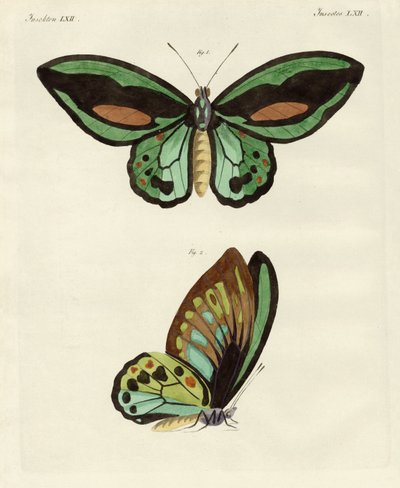 Foreign butterflies of a phenomenal size by German School