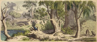 Forest in New Holland (Australia) by German School