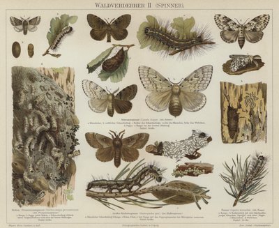 Forest pests: moths by German School
