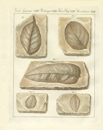 Fossilized leaves from primitive times by German School