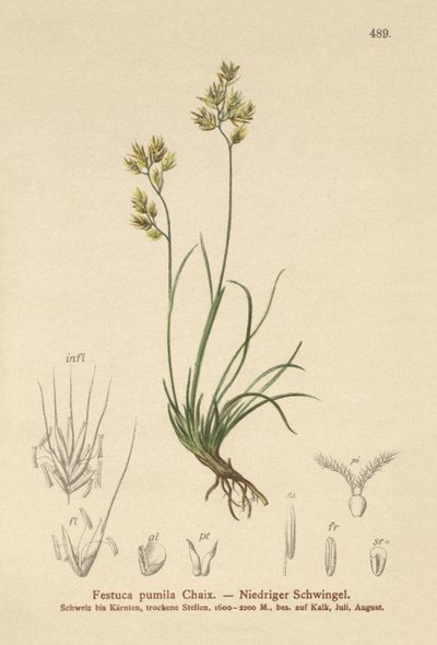 Four Leaved Fescue by German School