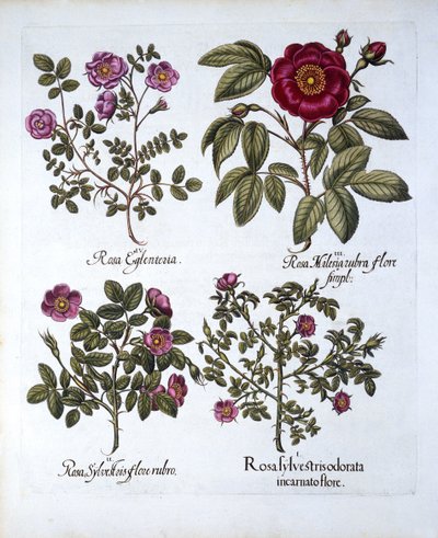 Four Varieties of Dog Rose, from Hortus Eystettensis by German School