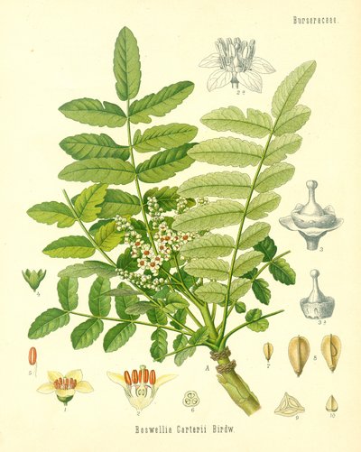 Frankincense, illustration from Koehler