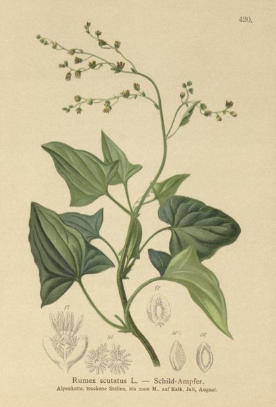 French Sorrel by German School