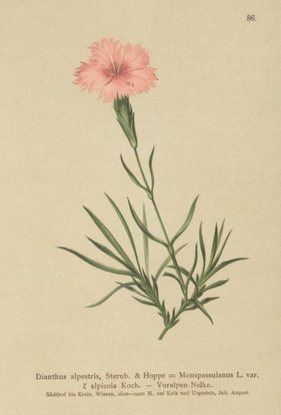 Fringed Pink by German School
