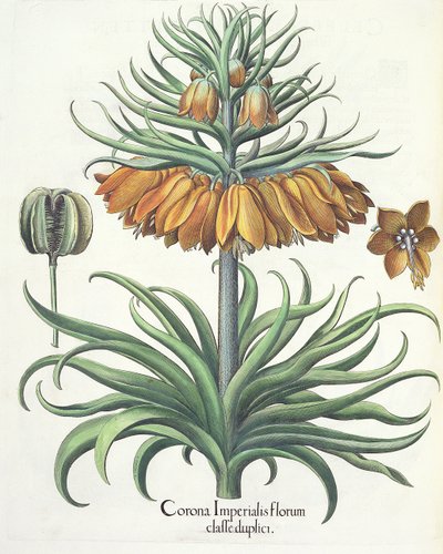 Fritillary, from the Hortus Eystettensis by Basil Besler, pub. 1613 by German School
