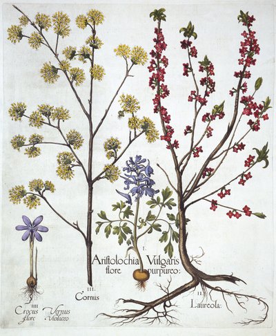 Fumewort, Daphne mezereum, Cornelian Cherry and Spring Crocus, from Hortus Eystettensis by German School