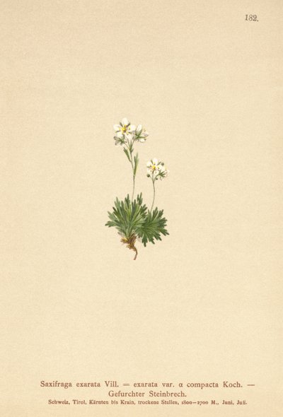 Furrowed Saxifrage by German School