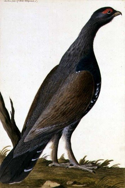 Game Bird by German School