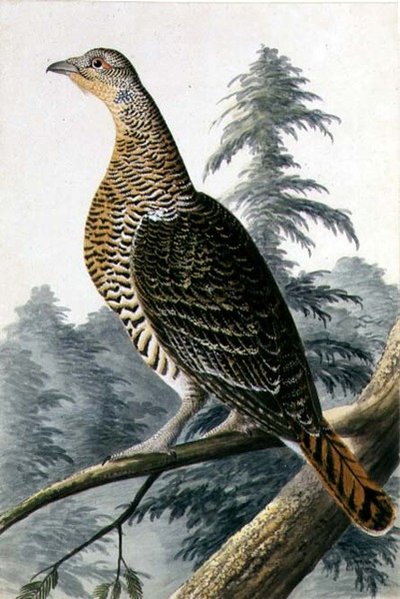 Game Bird by German School