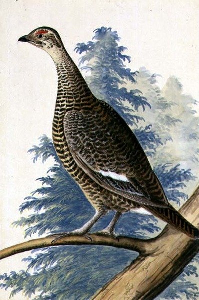 Game Bird by German School