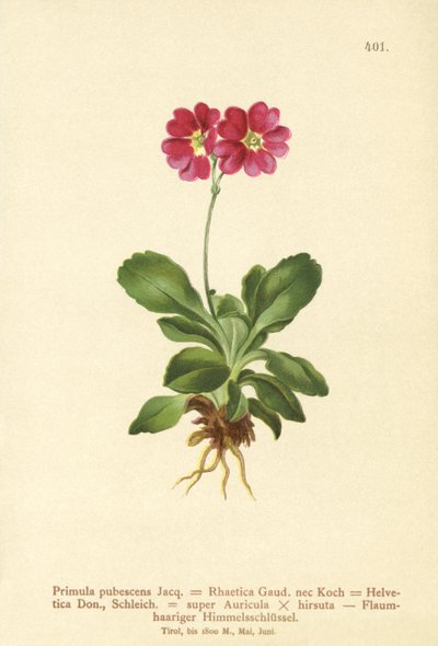 Garden Auricula by German School