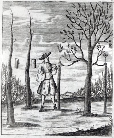 Gardening and Plant Maladies, an Illustration from 