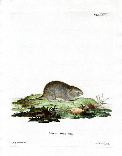 Garlic Mouse by German School