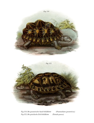 Geometric Tortoise by German School