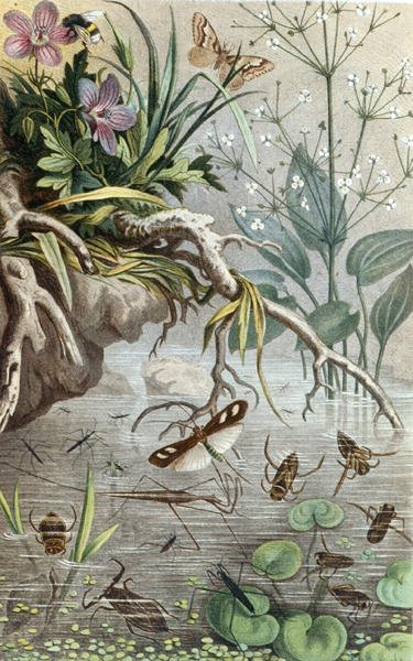 German Water Bugs and Water Striders, plate from 