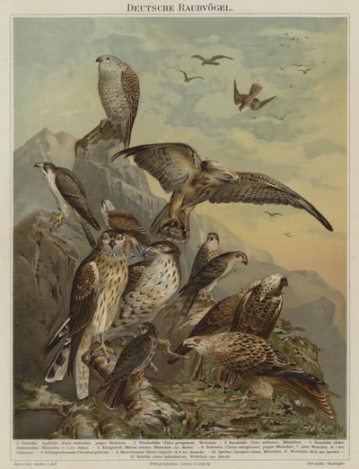 German birds of prey by German School
