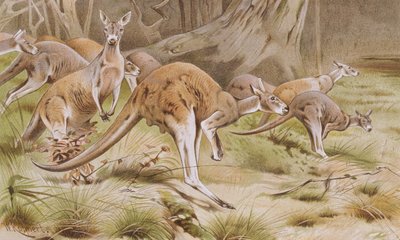 Giant Kangaroo, plate from Brehms Tierleben by German School