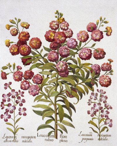 Gillyflower, from Hortus Eystettensis by German School