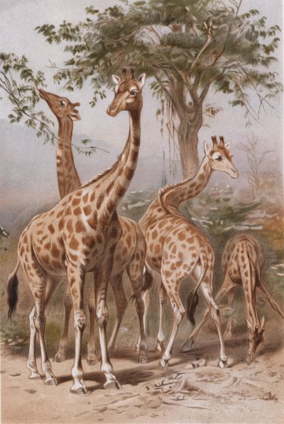 Giraffe, plate from Brehms Tierleben by German School
