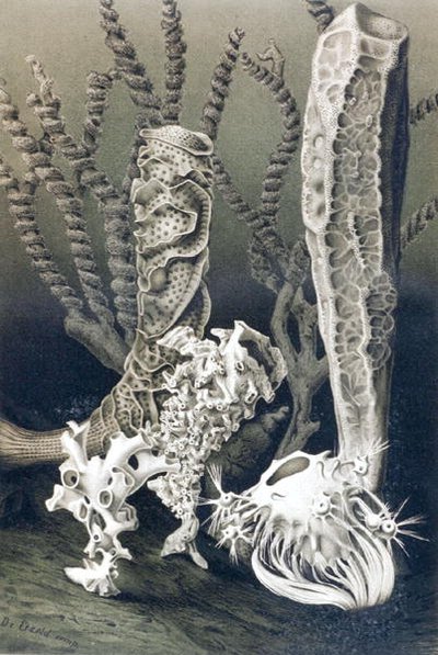 Glass Sponges, plate from 