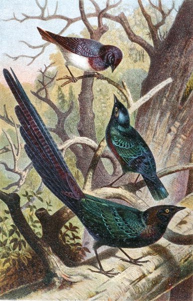 Glossy Starlings, plate from "Brehms Tierleben: Allgemeine Kunde des Tierreichs", vol 4, p. 392, published by Bibliographisches Institut by German School