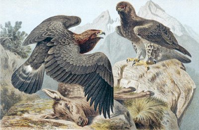 Golden Eagle, plate from 