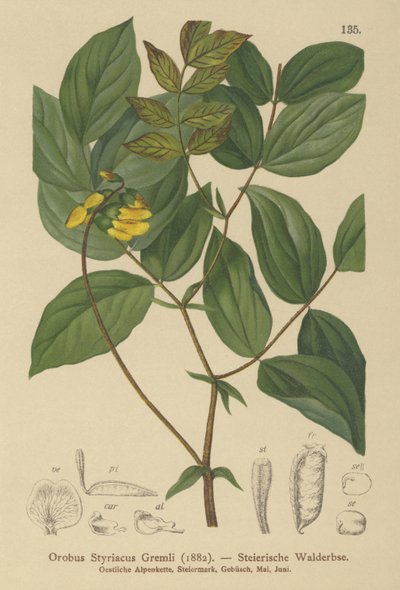 Golden Vetch by German School