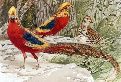 Golden pheasant, plate from 