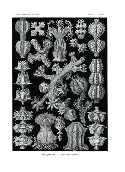 Gorgonida by German School