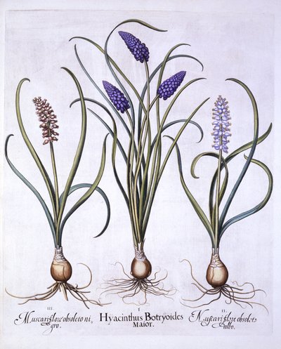 Grape Hyacinths, from Hortus Eystettensis by German School