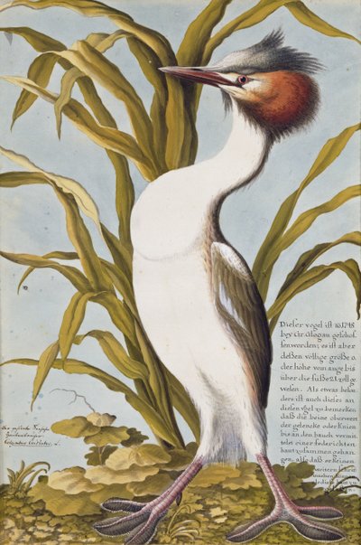 Great Crested Grebe by German School