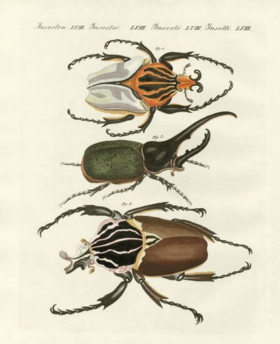 Great and rare foreign beetles by German School