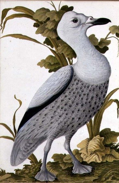 Grey Goose by German School
