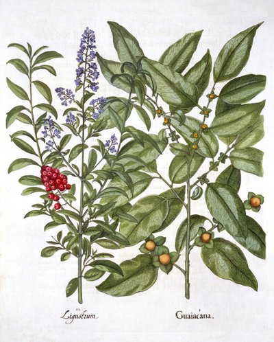 Guaiacum and Chinese Privet, from Hortus Eystettensis by German School