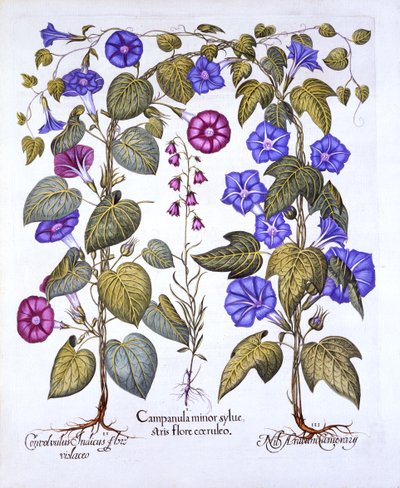 Harebell and Convovulus, from Hortus Eystettensis by German School