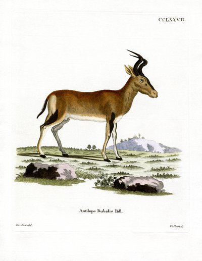 Hartebeest by German School