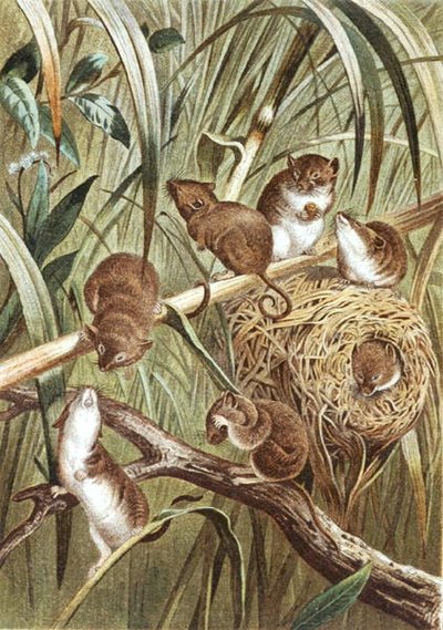 Harvest Mouse, plate from 