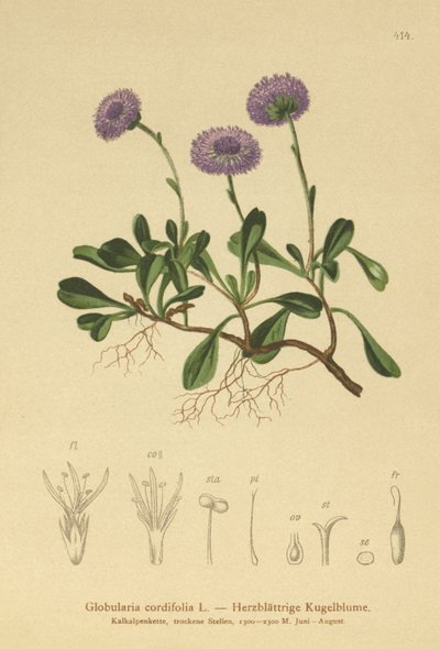 Heart-leaved Globe Daisy by German School