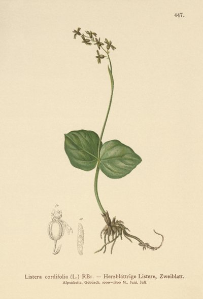 Heart-leaved Twayblade by German School