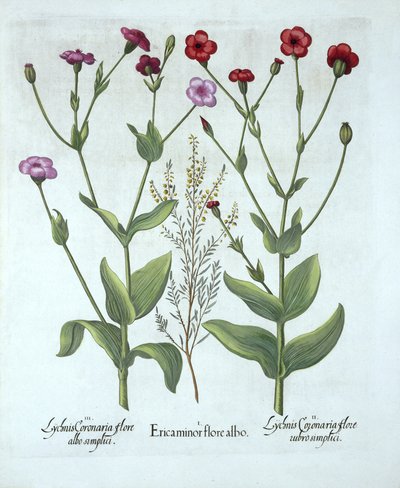 Heather and Two Kinds of Lychnis, from Hortus Eystettensis by German School