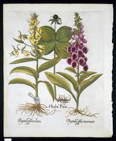Herb Paris (Solanum quadrifolium), Common Foxglove (Digitalis Purpurea) Large Yellow Foxglove from Hortus Eystettensis by Basil Besler, pub. 1613 by German School
