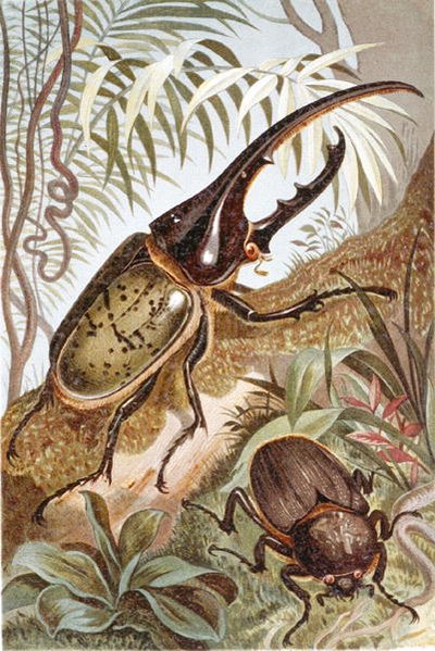 Hercules Beetle, plate from Brehms Tierleben by German School