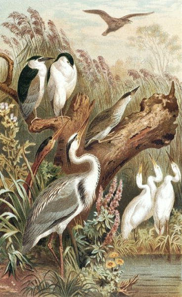 Heron, Plate from 