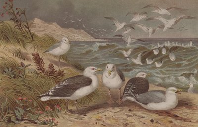 Herring Gull and Great Black-Backed Gull, plate from Brehms Tierleben by German School