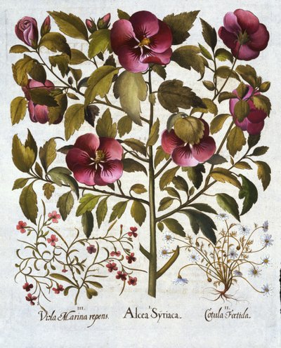 Hibiscus syriacus, Stinking Camomile, from Hortus Eystettensis by German School