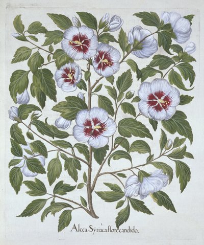Hibiscus Syriacus, from Hortus Eystettensis by German School