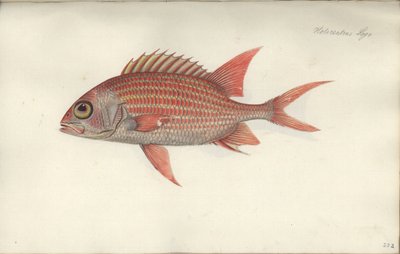 Holocentrus Ascensionis, before 1790 by German School