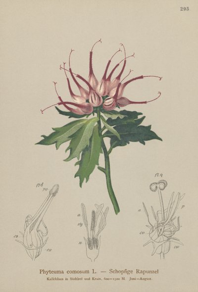 Horned Rampion by German School